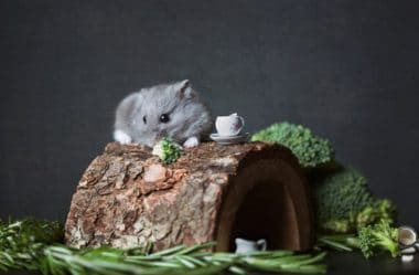 Nomes para Hamsters: Escolha Hoje Um Nome Legal Para o Seu Hamster