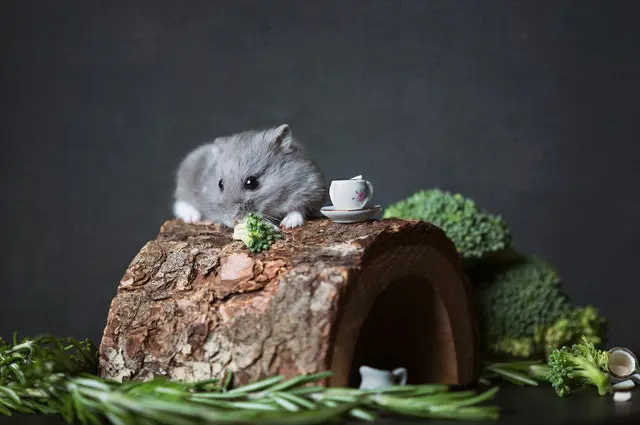 Nomes para Hamsters