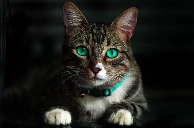 nomes para gatos