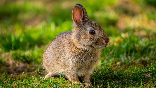 nomes para coelhos fêmea